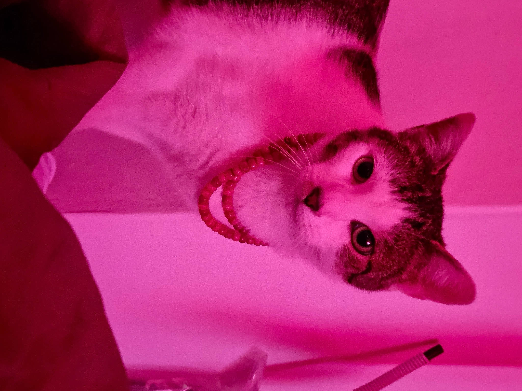 Lucifer a rejoint le concours — aidez-le/la à gagner de superbes lots ! carmine, carnivore, cat, domestic_short_haired_cat, ear, eye, eyelash, felidae, flesh, fur, head, iris, magenta, nose, pink, purple, room, small_to_medium_sized_cats, snout, whiskers