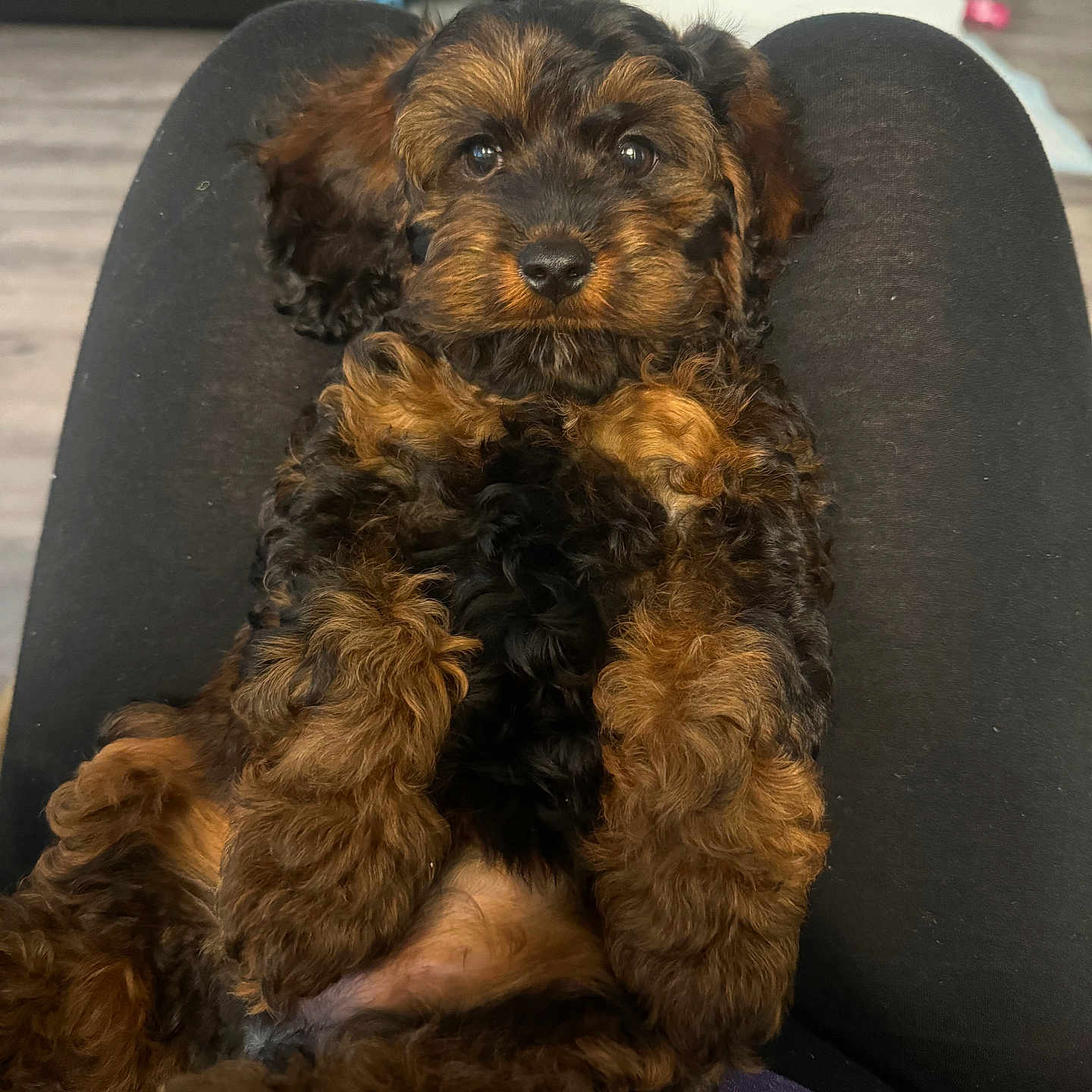 Penny