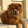dog, chow_chow, fluffy, brown_fur, porch, sunlight, pet, canine, animal, outdoor, resting, mammal, cute, domestic_animal, fur, paw, nose, ears, face, relaxed