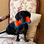 Simone participe au concours pour gagner de l'argent avec cette photo : dog, dachshund, toy, bone, chair, vintage, cushion, pet, animal, indoor, furniture, black_dog, small_dog, cute, looking, sitting, wooden_armchair, patterned_fabric, domestic_animal, playful