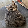 kitten, cat, fluffy, gray, curled_up, indoor, couch, pillow, window, curtains, pet, young_cat, soft_fur, looking_back, cozy, home, feline, small_animal, domestic_cat, resting