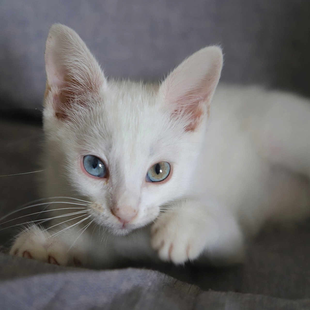 Hoshi participe au concours pour gagner de l'argent avec cette photo : kitten, cat, white_cat, heterochromia, blue_eye, green_eye, pet, animal, cute, whiskers, ears, fur, lying_down, close_up, indoor, soft_texture, curious, young, small, domestic_cat