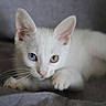 Hoshi participe au concours pour gagner de l'argent avec cette photo : kitten, cat, white_fur, heterochromia, blue_eye, green_eye, paw, whiskers, close_up, cute, pet, animal, feline, lying_down, soft_texture, gray_background, indoor, young, curious, portrait