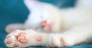 Hoshi participe au concours pour gagner de l'argent avec cette photo : cat, paw, pink_pads, white_fur, sleeping, blurred, close_up, pet, animal, feline, soft_focus, blue_background, relaxation, cute, domestic_cat, whiskers, resting, cozy, indoor, sleepy