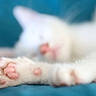 cat, paw, pink_pads, white_fur, sleeping, blurred, close_up, pet, animal, feline, soft_focus, blue_background, relaxation, cute, domestic_cat, whiskers, resting, cozy, indoor, sleepy