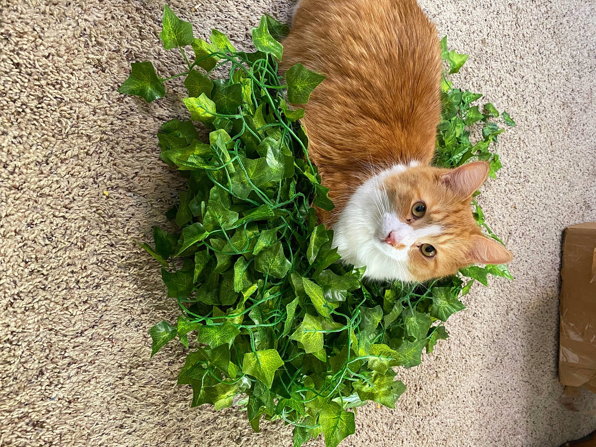 Crowley is registered to the contest to win money with this photo: art, box, carnivore, cat, companion_dog, domestic_short_haired_cat, fawn, felidae, fur, grass, groundcover, herb, plant, road_surface, sidewalk, small_to_medium_sized_cats, snout, tail, whiskers, wood