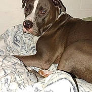 Marley joined the competition — help win amazing prizes! animal, bed, blanket, brown_dog, canine, comfort, dog, domestic, ears, fur, indoor, looking_back, lying_down, nose, paw, pet, portrait, resting, wall, white_markings