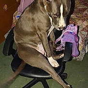 Marley is registered to the contest to win money with this photo: dog, chair, indoor, pet, sitting, office_chair, carpet, blanket, pillow, furniture, brown, white, paw, tail, resting, relaxed, domestic_animal, home, cute, animal