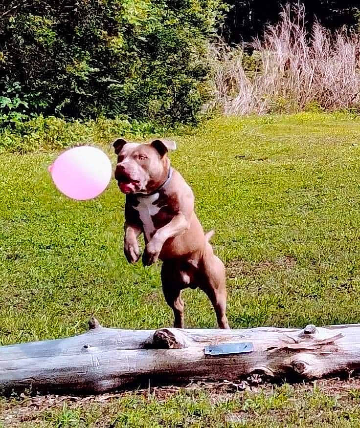 Smoke is registered to the contest to win money with this photo: ball, canidae, carnivore, companion_dog, dog, dog_breed, fawn, grass, landscape, leisure, pasture, plant, recreation, snout, sporting_group, sports_toy, tail, terrestrial_animal, tree, working_animal