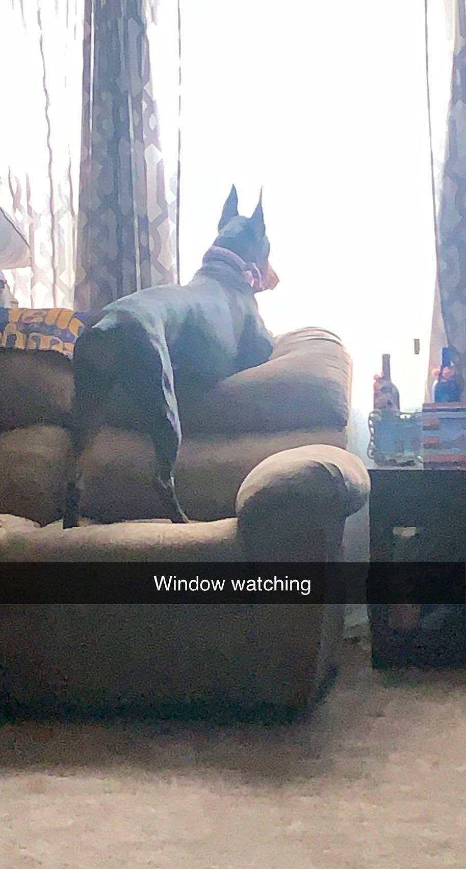 Amira is registered to the contest to win money with this photo: art, automotive_tire, building, canidae, carnivore, comfort, companion_dog, couch, dog, dog_breed, felidae, font, grey, sitting, sky, small_to_medium_sized_cats, sporting_group, tail, whiskers, window