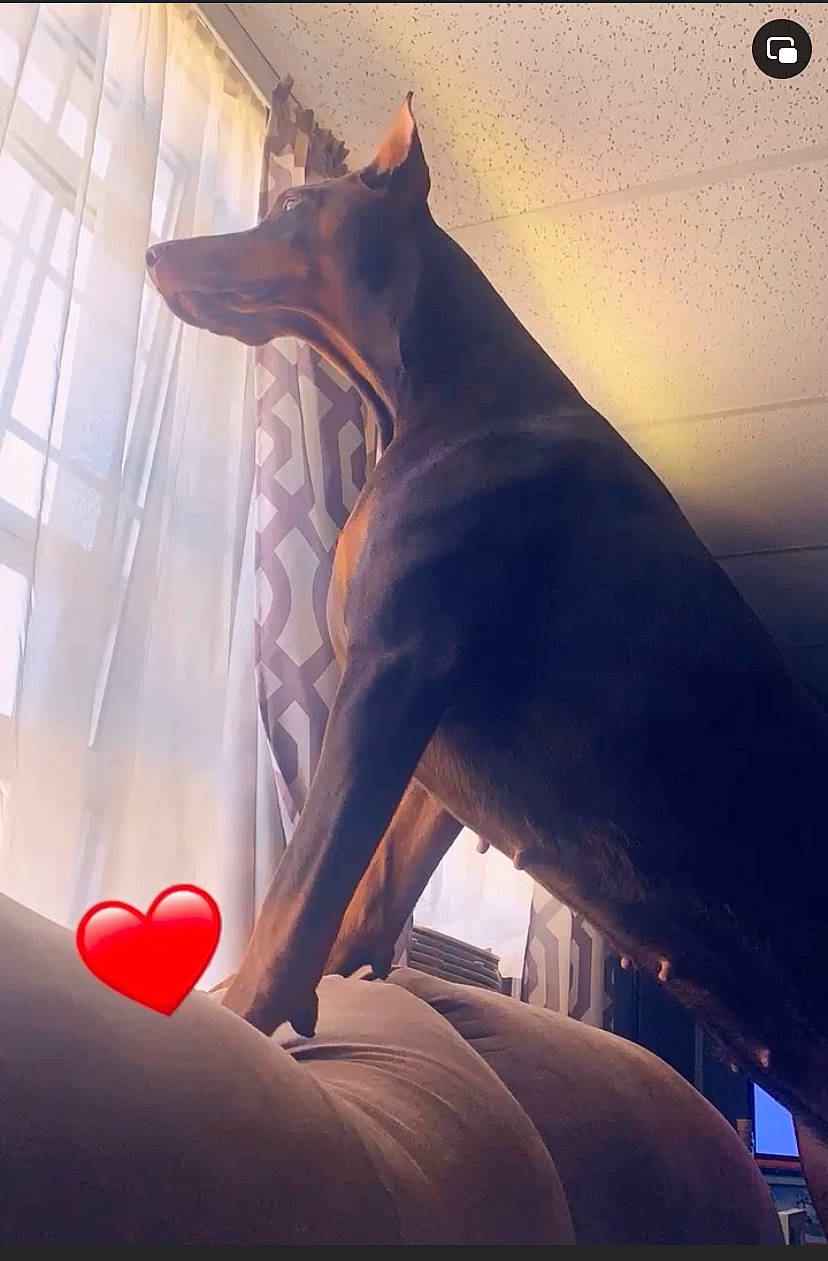 Amira is registered to the contest to win money with this photo: art, canidae, carmine, carnivore, dog, dog_breed, event, felidae, fur, metal, room, shadow, shark, sky, small_to_medium_sized_cats, square, tail, tints_and_shades, visual_arts, wing