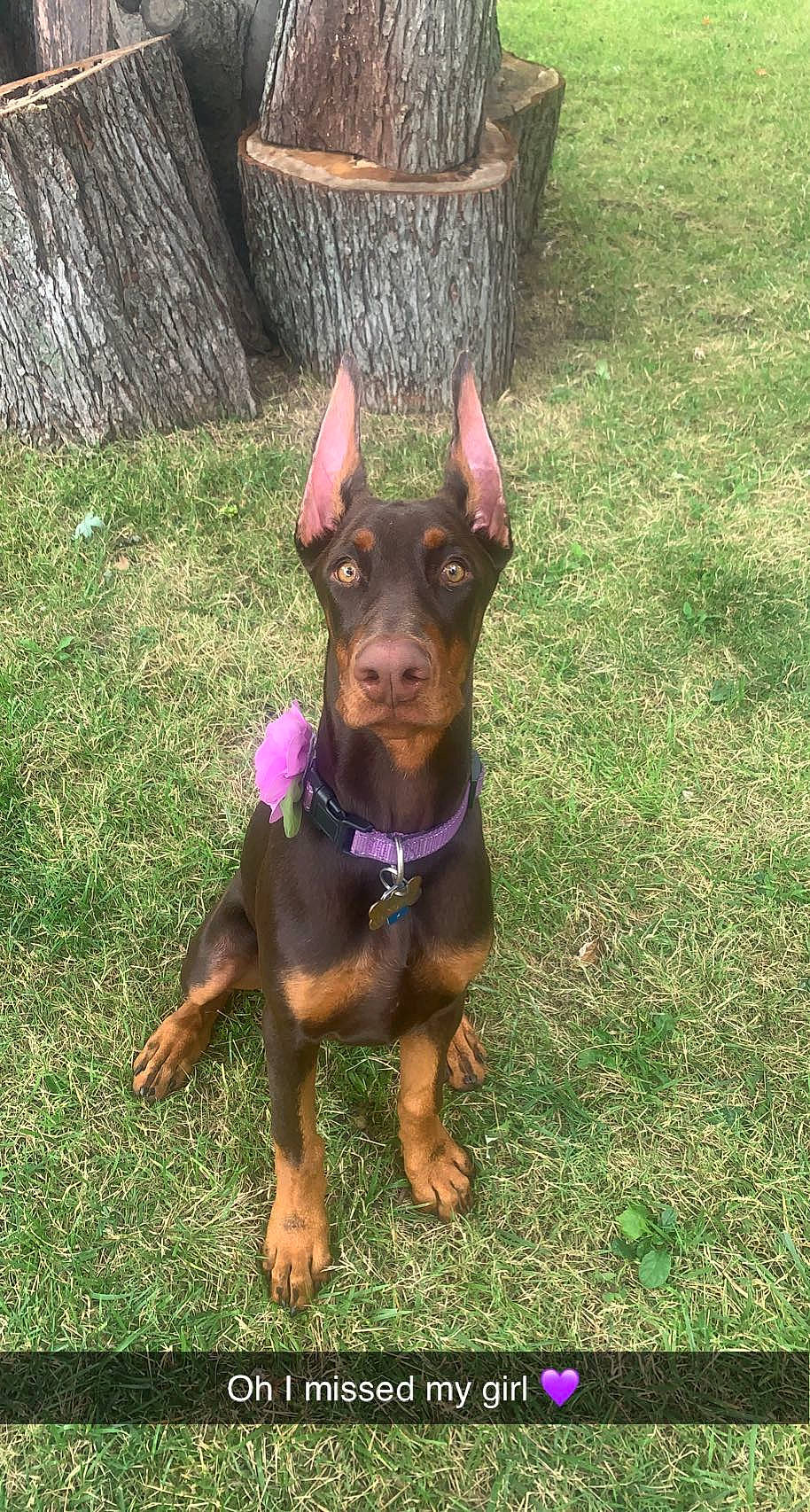 Amira is registered to the contest to win money with this photo: canidae, carnivore, collar, companion_dog, dobermann, dog, dog_breed, dog_supply, fashion_accessory, fawn, grass, guard_dog, hunting_dog, pinscher, snout, sporting_group, toy_dog, working_animal, working_dog