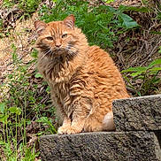 Tigger joined the competition — help win amazing prizes! cat, orange_cat, fluffy, outdoor, nature, greenery, stone_steps, moss, animal, pet, sitting, feline, fur, whiskers, leaf, plant, wildlife, calm, daylight, serious