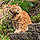 Tigger