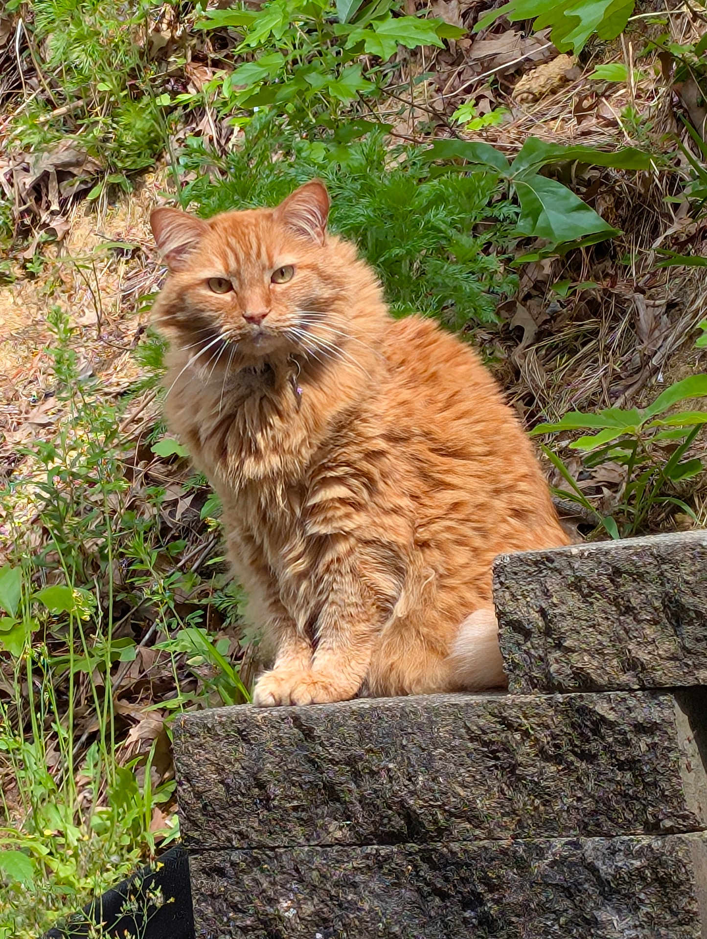 Tigger