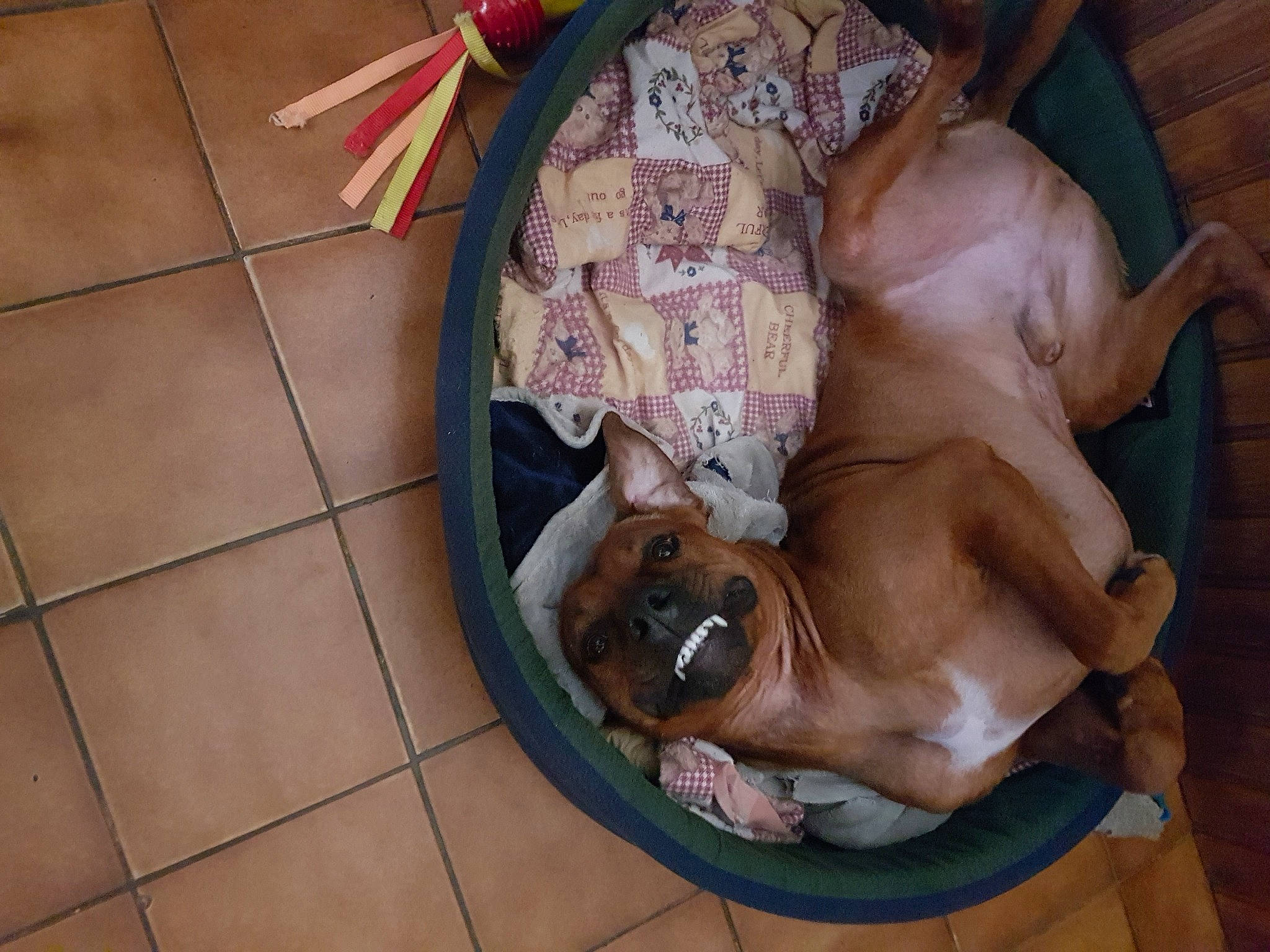 Sparrow a rejoint le concours — aidez-le/la à gagner de superbes lots ! canidae, carnivore, comfort, companion_dog, dog, dog_breed, fawn, flooring, foot, hardwood, human_leg, nap, non_sporting_group, pet_supply, sporting_group, tile, tile_flooring, wood, working_animal