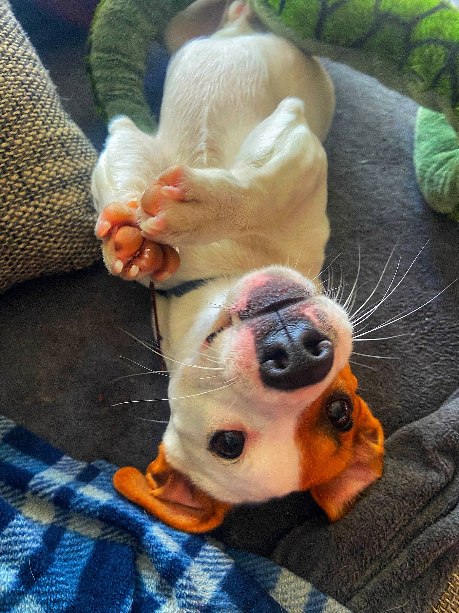 Shawn a rejoint le concours — aidez-le/la à gagner de superbes lots ! canidae, carnivore, chihuahua, comfort, companion_dog, couch, dog, dog_breed, ear, fawn, fur, nail, paw, snout, sporting_group, tartan, toy_dog, whiskers, working_animal, wrinkle