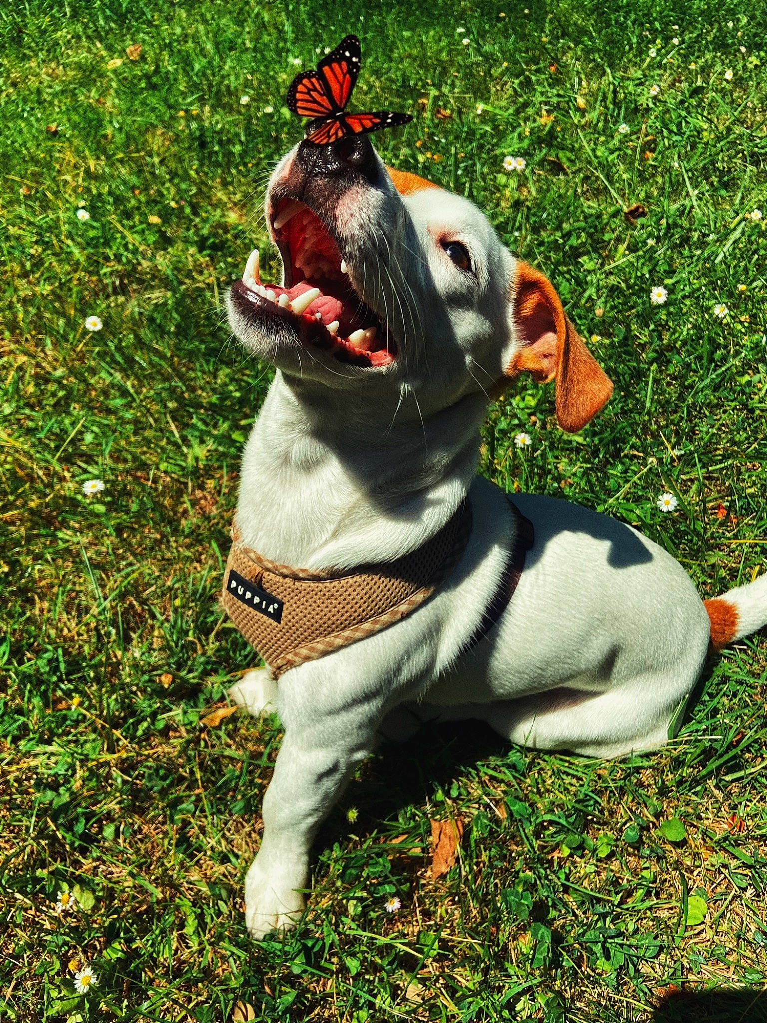 Shawn participe au concours pour gagner de l'argent avec cette photo : canidae, carnivore, collar, companion_dog, dog, dog_breed, dog_clothes, dog_collar, dog_supply, fashion_accessory, fawn, grass, leash, snout, sporting_group, tail, terrestrial_animal, toy, whiskers, working_animal