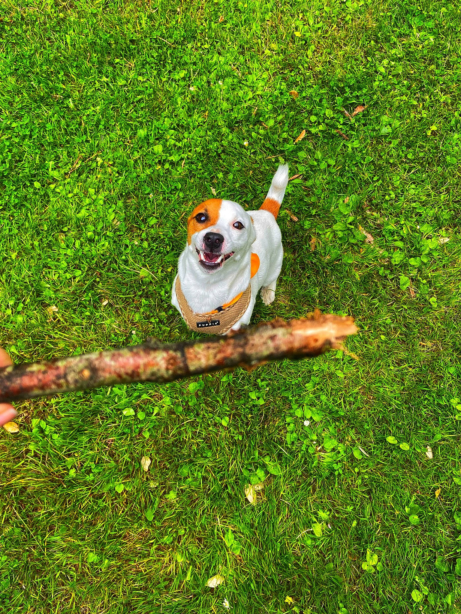 Shawn a rejoint le concours — aidez-le/la à gagner de superbes lots ! ball, carnivore, companion_dog, dog, dog_breed, fawn, grass, grass_family, grassland, groundcover, happy, lawn, meadow, people_in_nature, plant, shrub, sports_equipment, tail, toy, working_animal