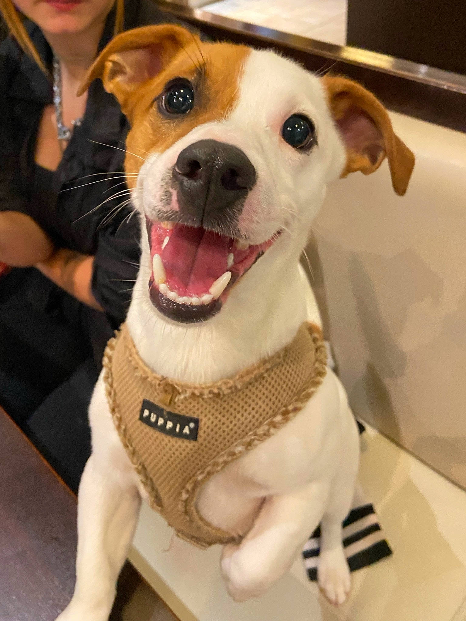 Shawn participe au concours pour gagner de l'argent avec cette photo : canidae, carnivore, collar, companion_dog, dog, dog_breed, dog_collar, fawn, fur, jaw, leash, pet_supply, puppy_love, selfie, smile, snout, sporting_group, whiskers, working_animal, working_dog