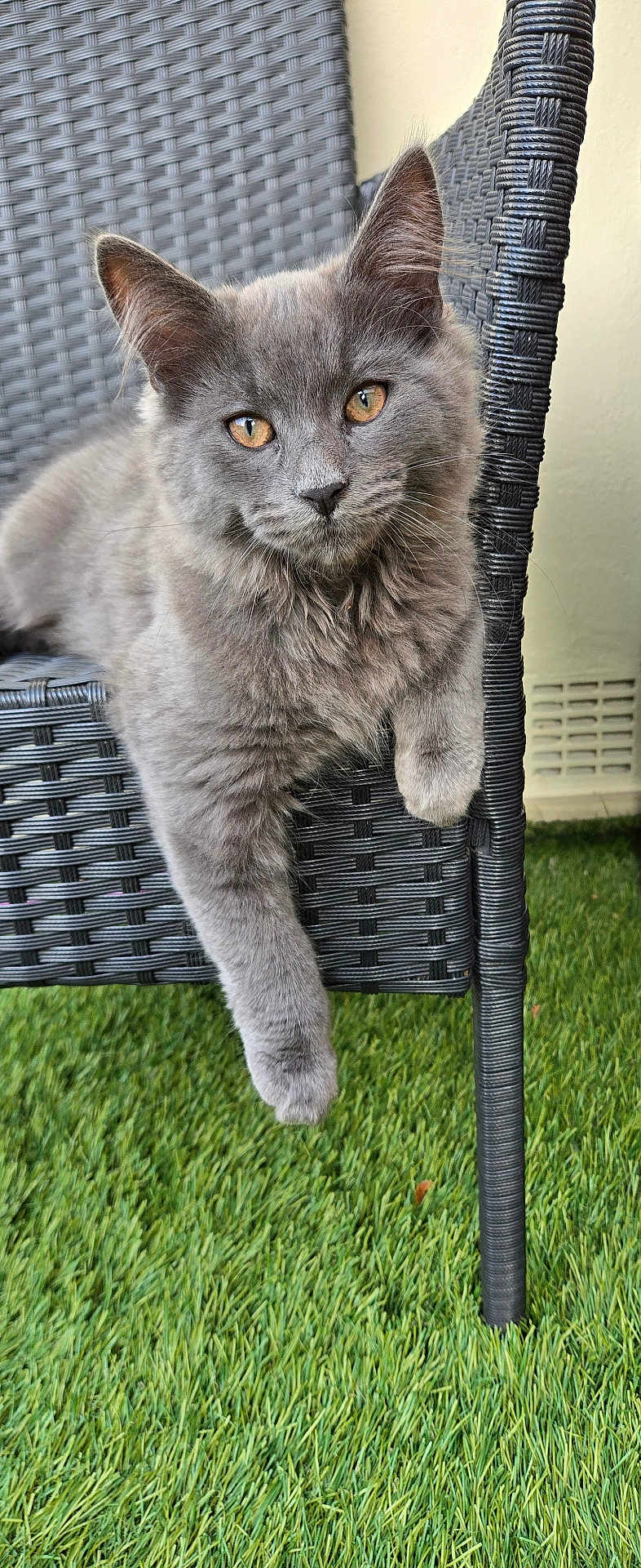 Gribouille