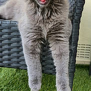 Gribouille a rejoint le concours — aidez-le/la à gagner de superbes lots ! animal, cat, chair, cute, domestic_cat, feline, furry, grass, gray_cat, kitten, outdoor, paw, pet, playful, relaxed, tongue, whiskers, wicker_chair, yawning, young_cat