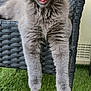 animal, cat, chair, cute, domestic_cat, feline, furry, grass, gray_cat, kitten, outdoor, paw, pet, playful, relaxed, tongue, whiskers, wicker_chair, yawning, young_cat