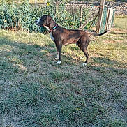 Bandit participe au concours pour gagner de l'argent avec cette photo : dog, grass, fence, garden, plants, tomato, outdoor, sunlight, collar, pet, animal, nature, field, greenery, summer, canine, standing, side_view, rural, daytime
