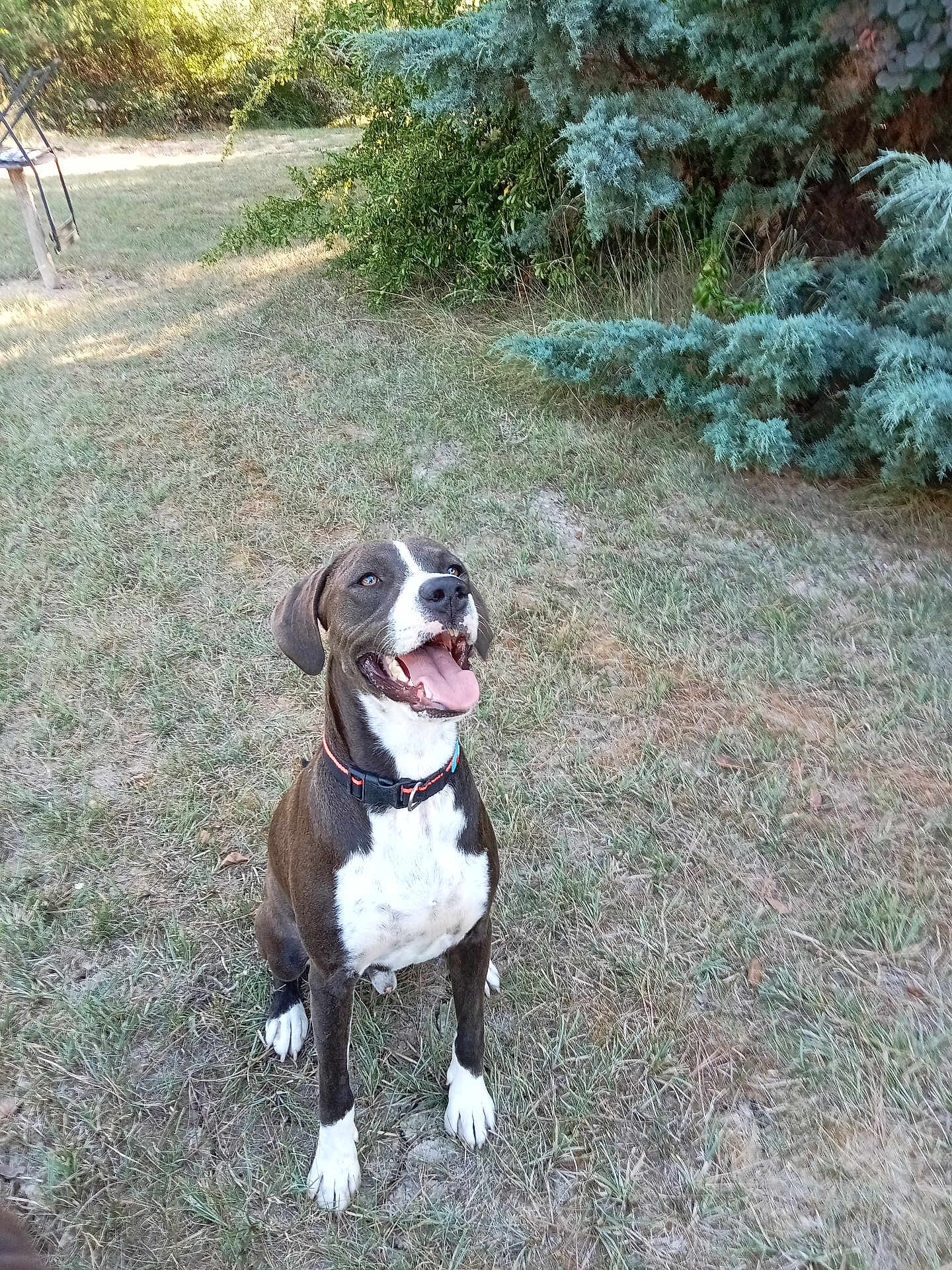 Bandit participe au concours pour gagner de l'argent avec cette photo : dog, outdoor, grass, happy, pet, canine, sitting, nature, collar, tongue_out, black_and_white, animal, leafy, sunlight, smiling, fur, mammal, playful, ears, greenery