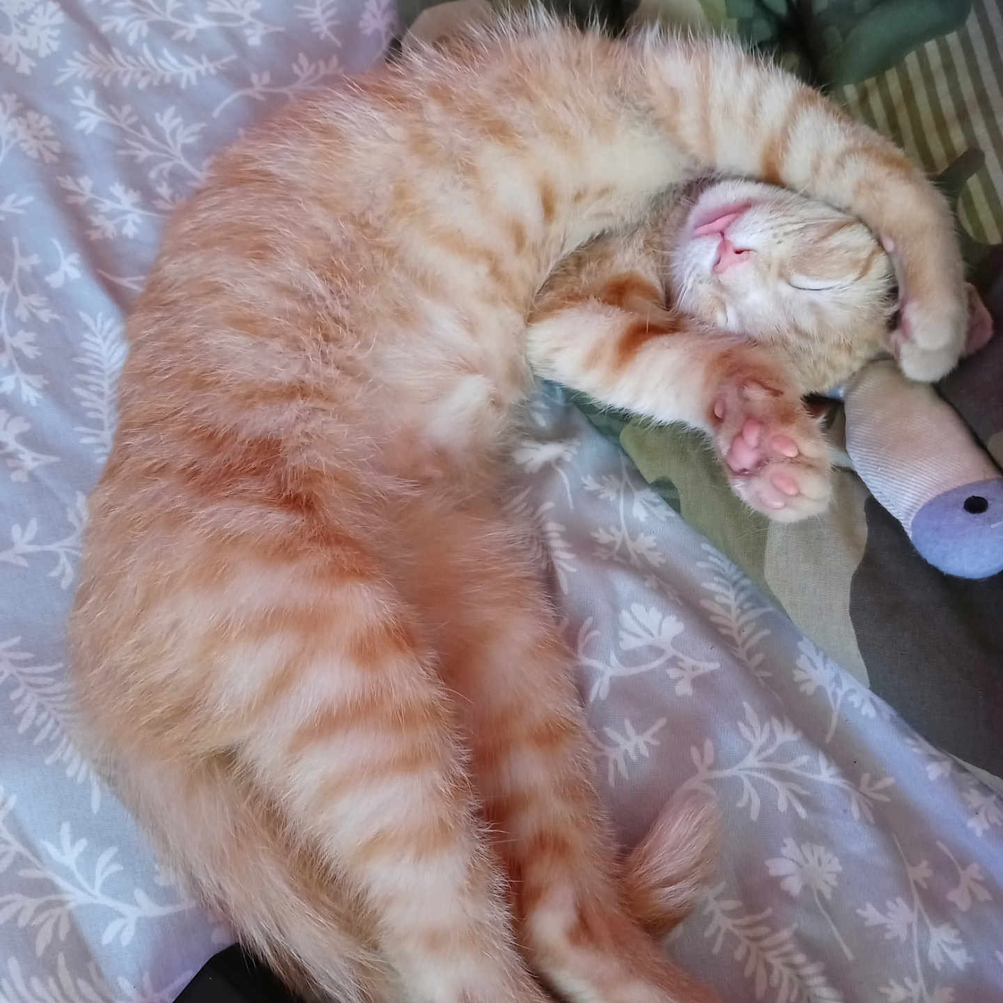 Luna is registered to the contest to win money with this photo: abyssinian, animal, bed, bedroom, blanket, cat, computer, couch, electronics, furniture, indoors, kitten, laptop, manx, pc, person, pet, room, siamese, sleeping