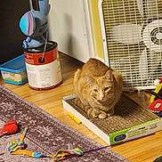 Luna joined the competition — help win amazing prizes! cat, ginger_cat, indoor, scratching_pad, toy, fan, paint_can, rug, hardwood_floor, cardboard, whiskers, paws, loaf, pet_toy, home_interior, domestic, feline, colorful_toy, household_item, relaxed