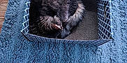 Sly Cooper is registered to the contest to win money with this photo: cat, cardboard_box, rug, blue_rug, hardwood_floor, wood_floor, sleeping, curled_up, fluffy, fur, tail, ear, indoor, top_view, patterned_box, cozy, pet, textured, flooring, relaxed