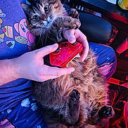 Sly Cooper is registered to the contest to win money with this photo: cat, feline, pet, fluffy_fur, wide_eyes, surprised, sitting_on_lap, human_hands, video_game_controller, red_controller, pajamas, kirby_shirt, blanket, indoor, cozy, table, drink_can, chair, paw, whiskers