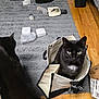 cat, black_cat, cat_in_bag, tote_bag, canvas_bag, hardwood_floor, gray_rug, bubble_wrap, cardboard_box, candle, indoor, pet, whiskers, green_eyes, sitting, looking_up, playful, clutter, flooring, home