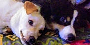 Bear is registered to the contest to win money with this photo: dog, pet, animal, laying_down, close_together, companion, cute, fur, canine, resting, indoors, blanket, colorful, two_animals, friendship, relaxed, cute_pets, domestic_animal, portrait, snout