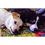 dog, pet, animal, laying_down, close_together, companion, cute, fur, canine, resting, indoors, blanket, colorful, two_animals, friendship, relaxed, cute_pets, domestic_animal, portrait, snout