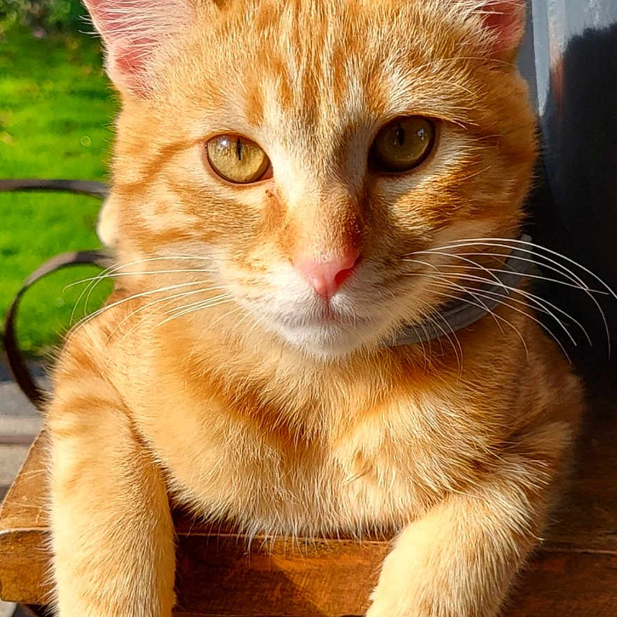 Pasha
