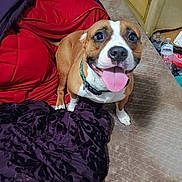 Nala is registered to the contest to win money with this photo: dog, bed, blanket, brown, white, tongue, happy, pet, collar, indoor, furniture, cabinet, bottle, plastic, fabric, mattress, excited, smile, canine, domestic_animal