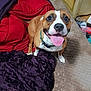 dog, bed, blanket, brown, white, tongue, happy, pet, collar, indoor, furniture, cabinet, bottle, plastic, fabric, mattress, excited, smile, canine, domestic_animal