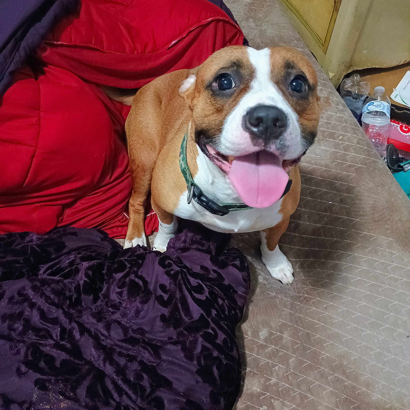 Nala is registered to the contest to win money with this photo: bed, blanket, bottle, brown, cabinet, canine, collar, dog, domestic_animal, excited, fabric, furniture, happy, indoor, mattress, pet, plastic, smile, tongue, white