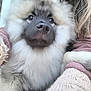 Arès a rejoint le concours — aidez-le/la à gagner de superbes lots ! dog, puppy, fluffy, close_up, pet, animal, fur, snout, face, eyes, person, holding, clothing, sweater, warm, cozy, indoor, cute, portrait, companion