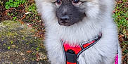 Arès participe au concours pour gagner de l'argent avec cette photo : dog, puppy, fluffy, harness, leash, outdoor, greenery, grass, stone, pavement, pet, canine, cute, fur, animal, nature, garden, walking, young, adorable