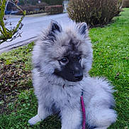 Arès participe au concours pour gagner de l'argent avec cette photo : puppy, dog, grass, leash, outdoor, suburban, bushes, houses, greenery, fur, pet, canine, sitting, nature, side_view, curious, daylight, road, quiet, animal