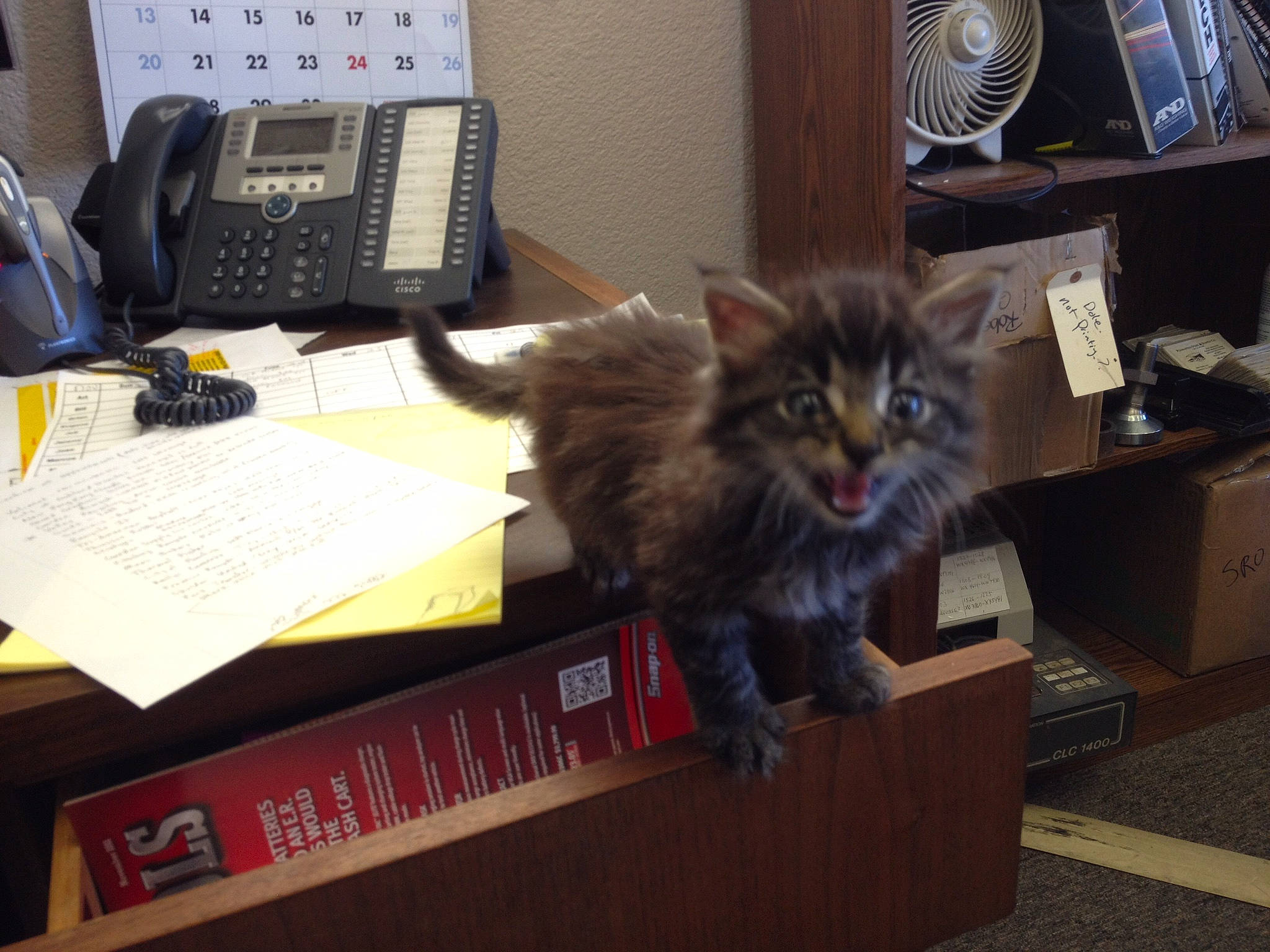 Shorty is registered to the contest to win money with this photo: answering_machine, bookcase, box, carnivore, cat, communication_device, corded_phone, domestic_short_haired_cat, felidae, fur, mammal, office_equipment, shipping_box, small_to_medium_sized_cats, snout, table, tail, telephone, telephony, whiskers