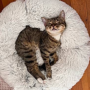 T.j. is registered to the contest to win money with this photo: animal, cat, cozy, cute, domestic_cat, fluffy_bed, fur, indoor, mammal, napping, paws, peaceful, pet, relaxed, resting, sleeping, tabby, whiskers, white_bed, wooden_floor