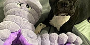 Zelena is registered to the contest to win money with this photo: dog, plush_toy, bed, blanket, pillow, black_and_white, pet, indoor, cute, soft, stuffed_animal, tentacles, animal, toy, cozy, looking, lying_down, close_up, fur, ears
