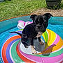 puppy, dog, inflatable_ring, pool, water, backyard, grass, sunny, outdoor, pet, black_dog, white_paws, summer, cute, animal, playing, small_pool, colorful, relaxing, nature