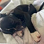 Zelena joined the competition — help win amazing prizes! dog, sleeping, black_dog, white_paws, blanket, cozy, resting, pet, fur, paw, animal, cute, indoors, relaxation, nap, companion, domestic_animal, fur_texture, peaceful, snuggled
