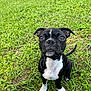 Zelena joined the competition — help win amazing prizes! puppy, dog, black_and_white, grass, outdoor, pet, cute, sitting, young, animal, canine, fur, ears, nose, eyes, tail, nature, adorable, playful, portrait