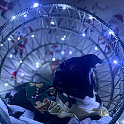 Zelena is registered to the contest to win money with this photo: animal, basket, black_and_white, celebration, christmas, clothing, cozy, cute, decorations, dog, fairy_lights, festive, gingerbread_pattern, holiday, indoor, pet, portrait, relaxing, soft_lighting, winter